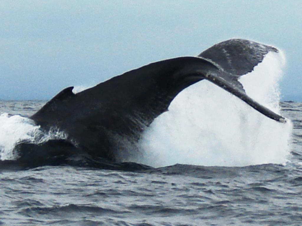 Hostal Humpback Internacional Puerto López Kültér fotó