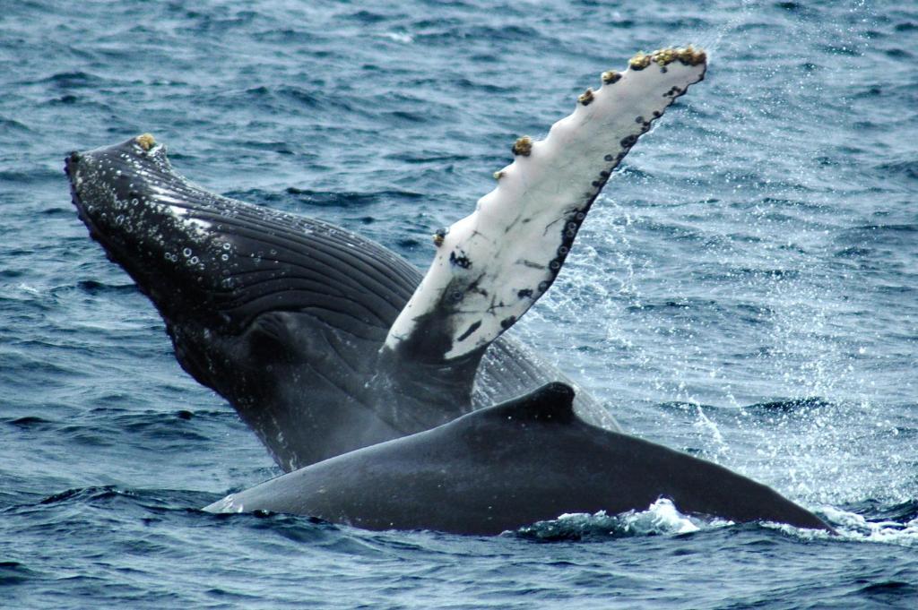 Hostal Humpback Internacional Puerto López Kültér fotó